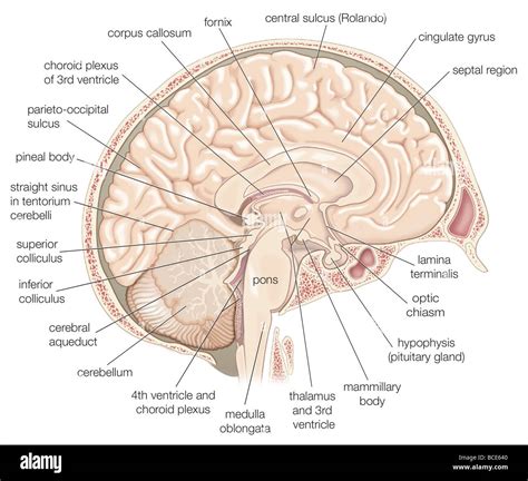 Vista Medial Del Hemisferio Izquierdo Del Cerebro Humano Fotografía De
