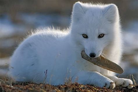 Is The Arctic Fox Dangerous To Humans Whatodi
