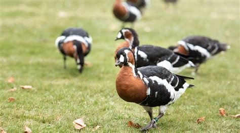 ‘flockdown Alert As Bird Flu Kills Zoos Endangered Goose Bailiwick