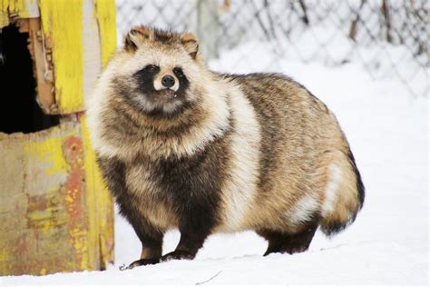 Tanuki Also Known As “raccoon Dogs” Are Carnivores Native To Asia