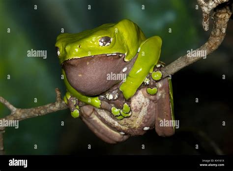 Giant Waxy Monkey Frog Phyllomedusa Bicolor Amazon Rainforest Stock
