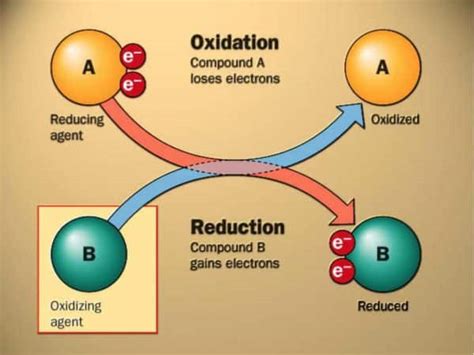 Redox Molecules The Key To Cellular Communication And Health Balance