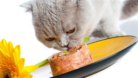 4 guide to alternative products. Best Wet Cat Food | Ranked for 2019