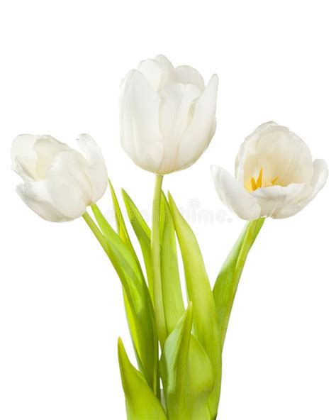 Tulipanes Blancos Imagen De Archivo Imagen De Manojo 38668717