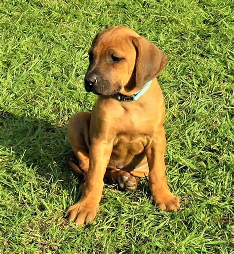 Rhodesian Ridgeback Puppies For Sale | Pensacola, FL #328164