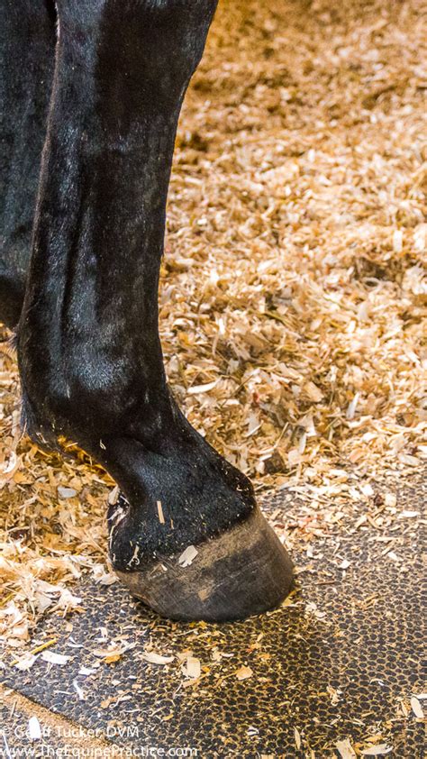 Shoeing options for the club foot in horses do you have any recommendations on glue on horse shoes. Club Foot | The Horse's Advocate