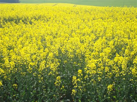We did not find results for: Image associée | Yellow flowers, Flowers, Scotland
