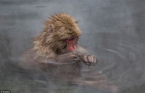 Snow Monkeys Take A Dip In Hot Springs In Japans Jigokudani Monkey