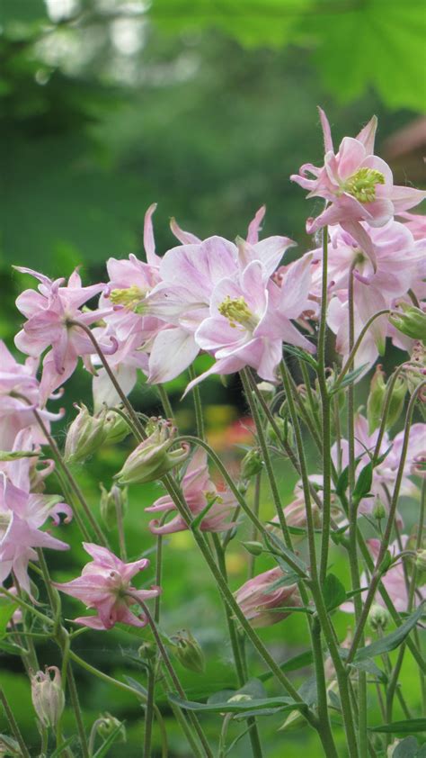 Free Images Nature Blossom Meadow Flower Spring Botany Garden