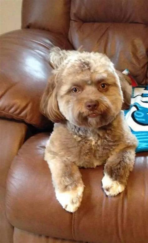 Shih Poo Dog Gains Internet Fame As Dog With A Human Face