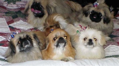 Alabama alaska arizona arkansas california colorado connecticut delaware district of columbia florida georgia hawaii idaho illinois indiana iowa kansas kentucky louisiana maine maryland massachusetts michigan minnesota. Toy and Sleeve Pekingese Pekingese puppies for sale ...