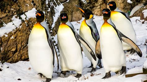 King Penguins Global Warming Threatens Species