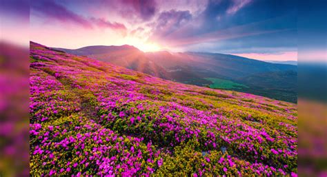 Valley of flowers national park, uttarakhand, india. Valley of Flowers likely to open for visitors from June ...