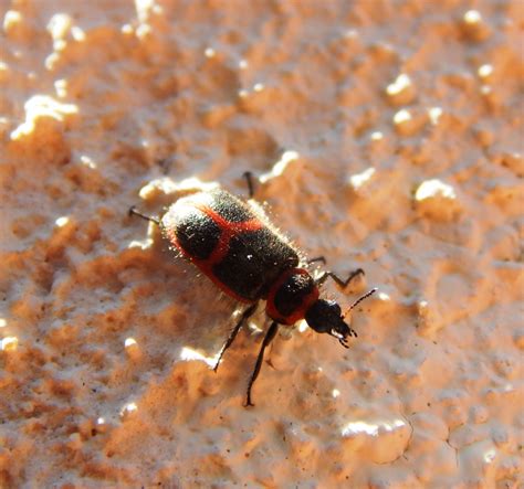 Gambar : hewan, merah, serangga, tanah, fauna ...