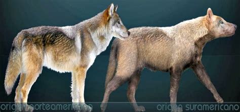 25 Extinct Animals Since The Birth Of Mankind In 2020 Dire Wolf