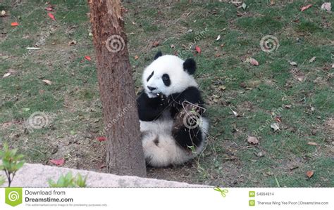 Baby Panda Eating Bamboo Leaves In Sichuan Panda Reserve Editorial
