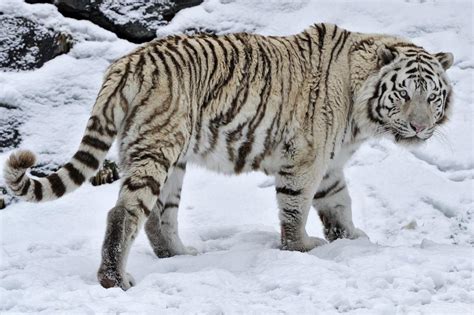 White Tiger Wild Cat Snow Winter High Resolution Hd Desktop Wallpaper