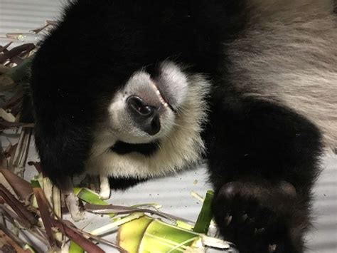 Panda Updates Wednesday May 23 Zoo Atlanta