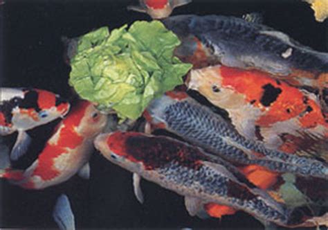 Koi fish are quite large and, with proper care, can grow to be between two and three feet in length. Can Koi Eat Bread | The Bryans Koi Fish