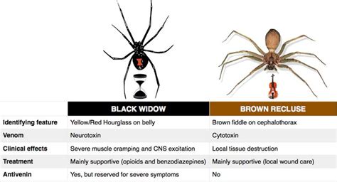 The widow venom, a powerful 74 j la state med soc vol 167 march/april 2015. Black Widow vs. Brown Recluse Spider Bites Rosh Review ...