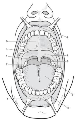 Oral Cavity 2 Diagram Quizlet