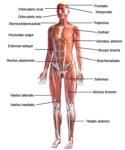 Labeled anatomy chart of male triceps and back muscles on white background labeled human anatomy diagram of man's arm, shoulder and upper back muscles in a posterior view on a white background. These muscles felx your elbows.