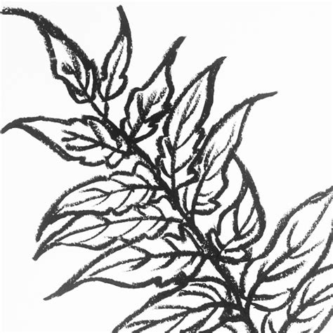 Leaves Pencil Drawing At Free For