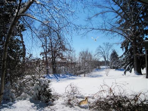 A Michigan Winter Wonderland By Dangerusleartistic