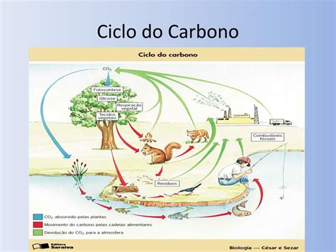 Enem 2009 O Ciclo Biogeoquímico Do Carbono Compreende Diversos Compartimentos