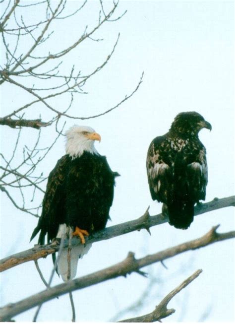 Eagle Viewing Visit Keith County Nebraska