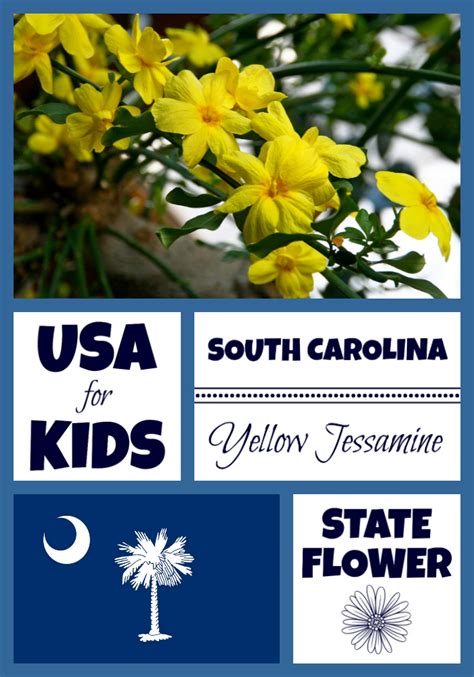 South Carolina State Flower Yellow Jessamine Usa Facts For Kids