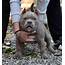 100  Perfect American Bully Dog Names PupsToday