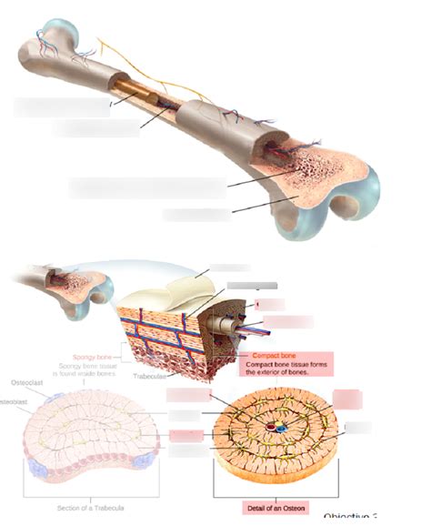 Compact And Spongy Bone Diagram Quizlet