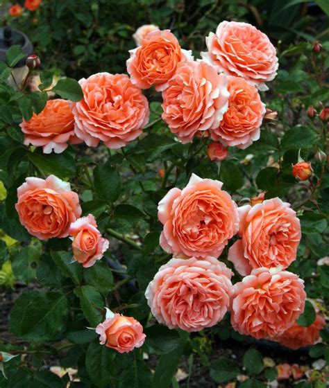 Photo Of The Bloom Of Rose Rosa Adobe Sunrise Posted By Califsue