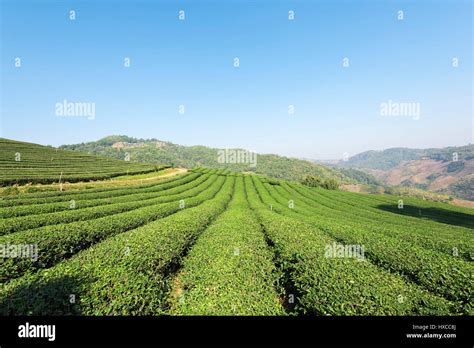 Tea Plantation At Doi Mae Salong Chiang Rai Thailand View Of Tea Plantation Landscape At 101