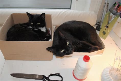 The phrase cat's in the cradle is a classic idiom: 20 Of The Funniest Pictures Of Cats In Boxes