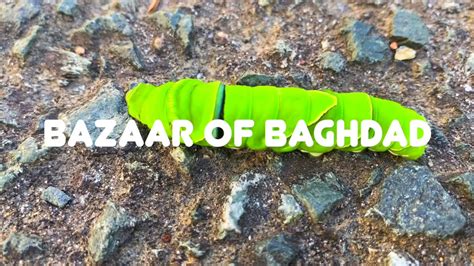 Bazaar Of Baghdad Youtube