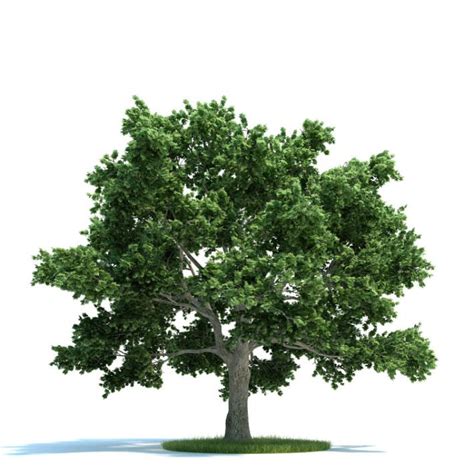 Mature Oak Tree 3d Model Cgtrader
