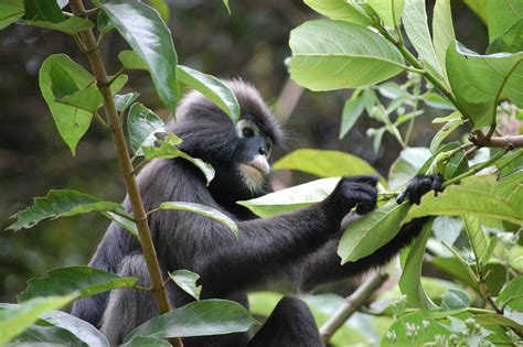 Dusky Leaf Monkey Trachypithecus Obscurus Photographed I Flickr