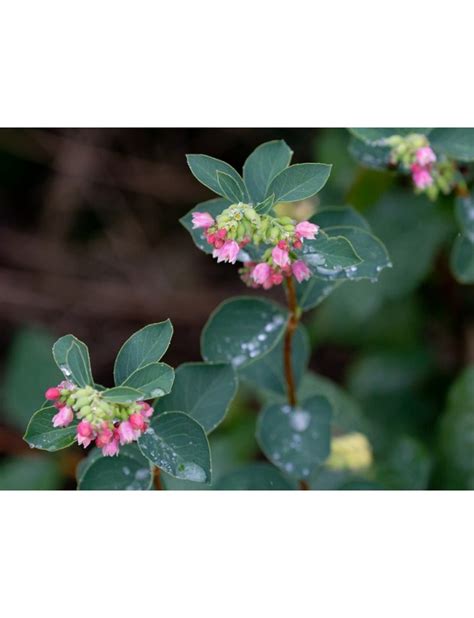 Symphoricarpos Albus Snowberry