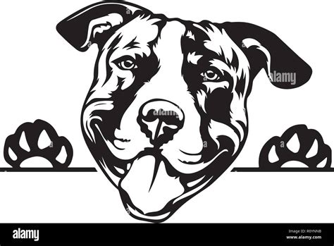 Pitbull Pedigree Dog Breed Head Isolated Pet Portrait Smiling Happy