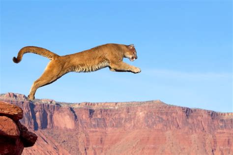Puma And Cougar Guide Status Diet Habitat Bbc Wildlife Magazine