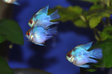 おすすめ熱帯魚です | 東京都足立区の熱帯魚ショップ かずぽよのブログ