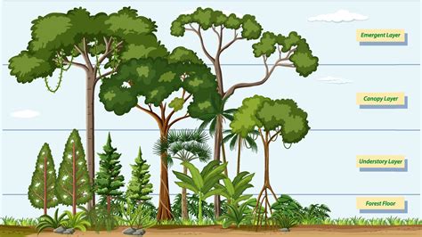 Rainforest Layers Vector Art Icons And Graphics For Free Download