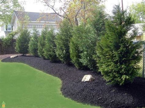 Awesome Fence With Evergreen Plants Landscaping Ideas 19 Fence