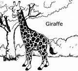 Giraffe Coloring Giraffes Printable Drawing Head Pencil Getdrawings Getcolorings Bestcoloringpagesforkids sketch template