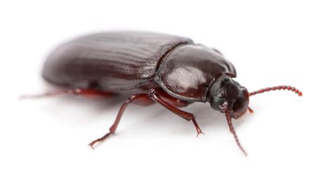Czarne robaki w domu skąd się biorą i jak je zwalczyć Insektpol