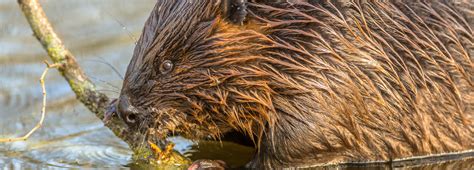 Beavers Impact On Biodiversity Revealed About University Of Stirling