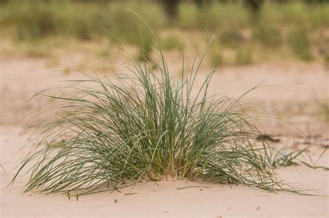A Green Seaside Grass Growing In The Sand Beautiful Beach Flora In The