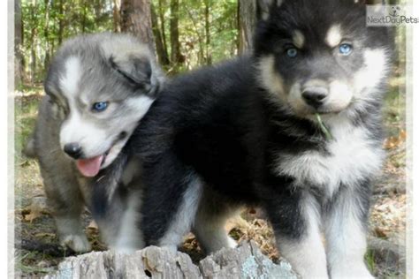 $1000.00 each 1/2 down 1/2 at pick up. Wolf Hybrid puppy for sale near Las Vegas, Nevada ...